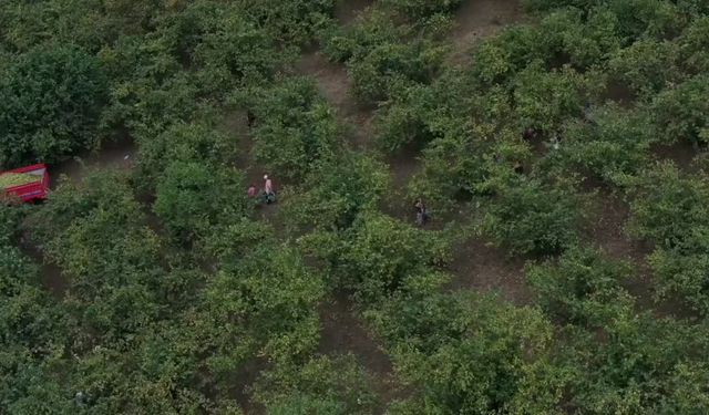 Hasat döneminde çocuklarda nefes borusuna fındık kaçma riski artıyor