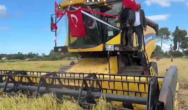 Alaçam'da Çeltik Hasat Festivali düzenlendi