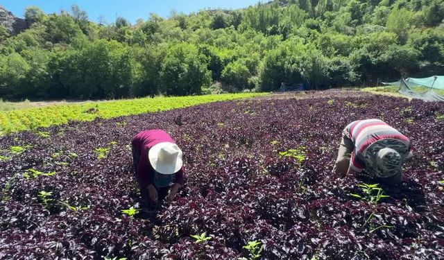 Arapgir'in tescilli mor reyhanında ve köhnü üzümünde hasat yapılıyor