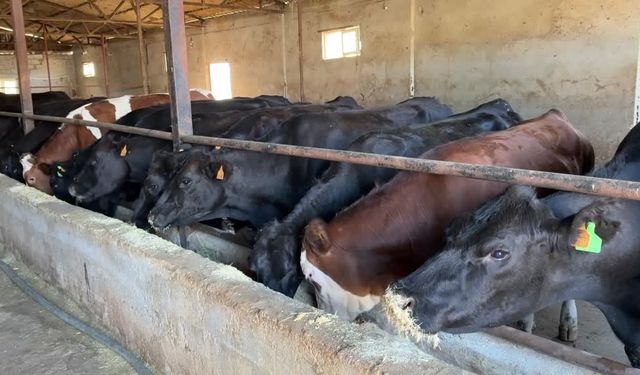 Besicilere 2 bin 932 damızlık büyükbaş hayvan verilecek