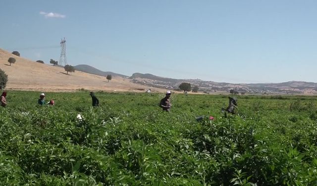 Coğrafi işaret tescilli Maraş biberinde hasat başladı