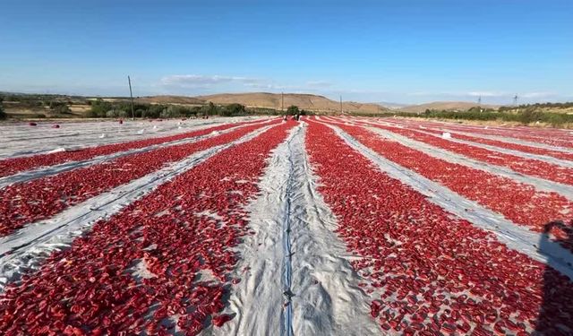 Elazığ’ın kurutmalık domatesleri Avrupa sofralarını süslüyor