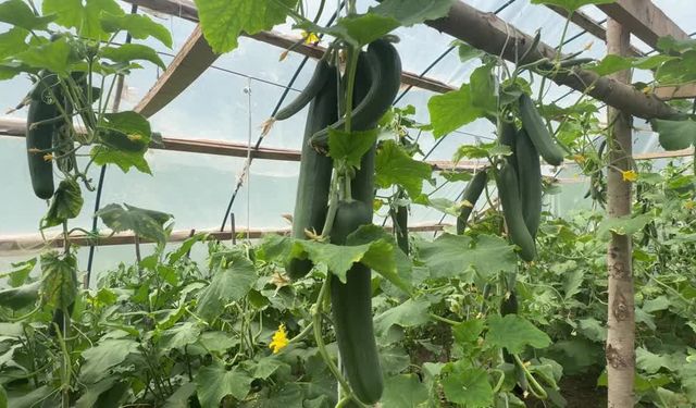 Destekle kurduğu seradan ailesine gelir sağlayan kadın örnek oldu