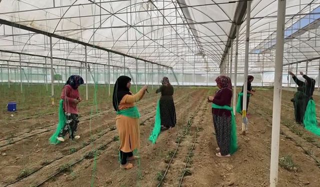 Batı Akdeniz'de hububat sektörünün ihracatı yüzde 136,65 arttı