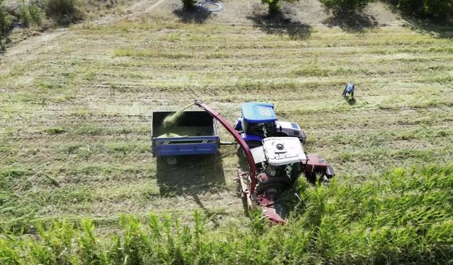 Isparta'da silajlık mısır hasadı başladı