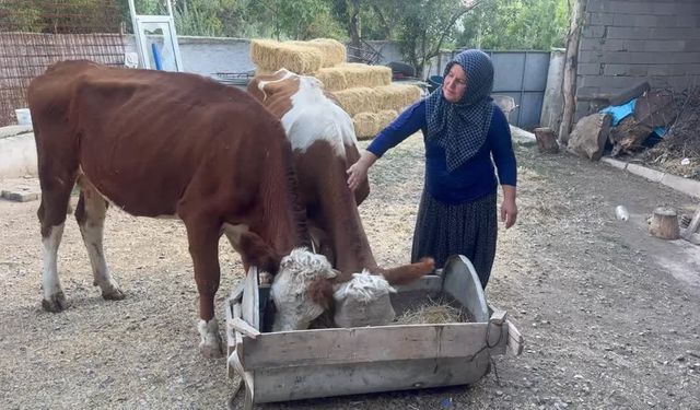 Kadın girişimci hibe desteğiyle hayvancılığa yeniden başladı