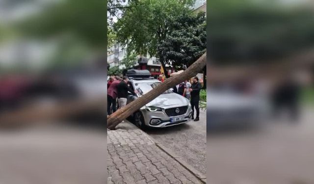 Kökünden kopan ağaç otomobilin üzerine devrildi