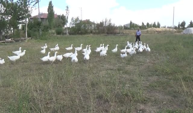 Muş’ta çiftçilere 2 bin kaz yavrusu dağıtıldı