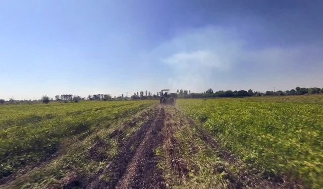 Tescilli yer fıstığında hasat mesaisi başladı