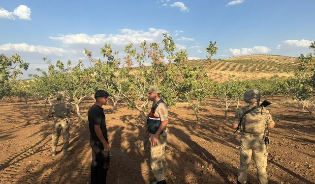 Siirt'te hasat dönemi yaklaşan fıstığın korunması için denetim yapılıyor