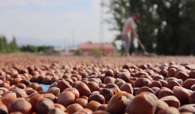 Fındık göçü başladı: Trabzonlu üreticiler Bayburt’a akın etti