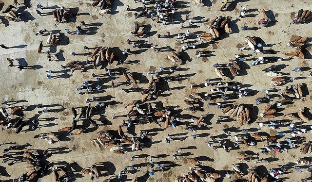 Türkiye’de büyükbaş 17,2 milyon, küçükbaş 58,2 milyona ulaştı