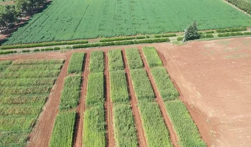 Anız yakılması ve hasat dönemi tedbirleri açıklandı