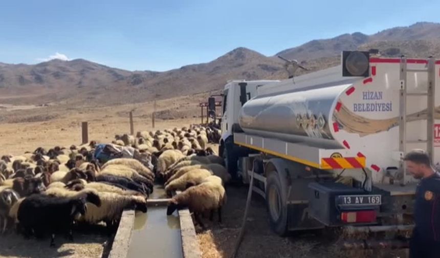 Kırsalda susuz kalan koyunlara belediye ekipleri tankerle su taşıdı