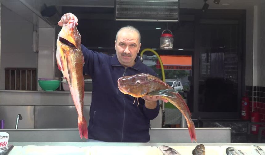 Kırlangıç balığının ağlara takılması balıkçıları sevindiriyor