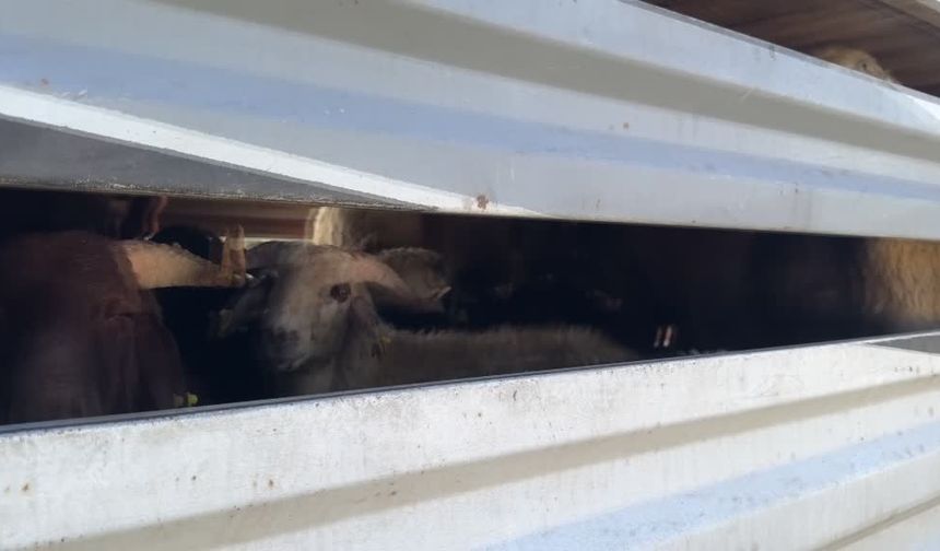 Şap karantinasının sona ermesiyle hayvan sevkiyatları hız kazandı