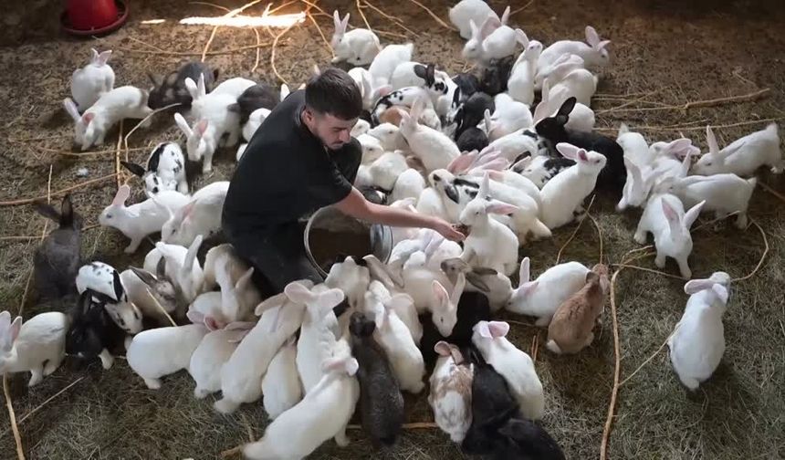 Genç kurduğu çiftlikte Yeni Zelanda ırkı etlik tavşan yetiştiriyor