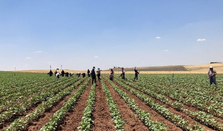 Diyarbakır'da Beyaz Altın Mesaisi Başladı