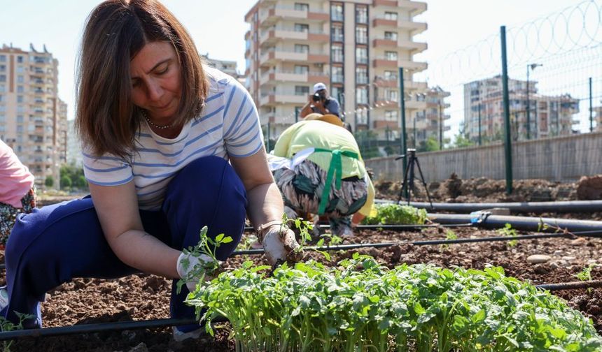Bucak, kadınlarla birlikte Komün Bostanı’nda fide dikti