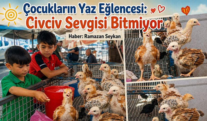 Çocukların Yaz Eğlencesi: Civciv Sevgisi Bitmiyor