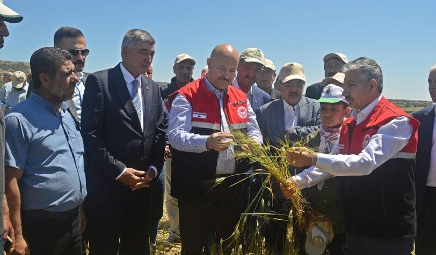 Adıyaman'da firik hasadı başladı