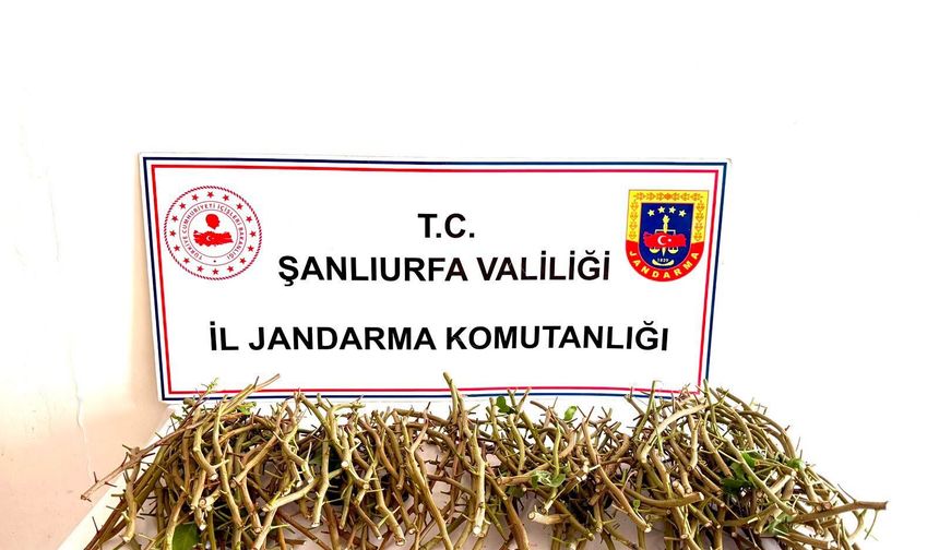 Fıstık aşılarını çalmaya çalışan 3 kişi yakalandı