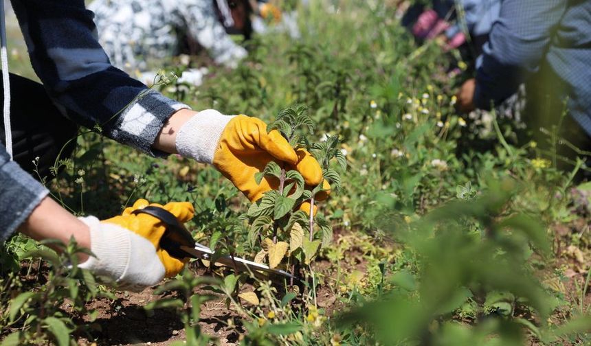 Kadın emeğiyle yetişen tıbbi ve aromatik bitkilerde ilk hasat yapıldı