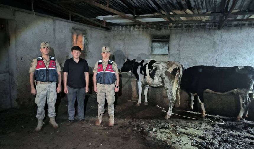 Kaybolan büyükbaş hayvanlar jandarma tarafından bulundu