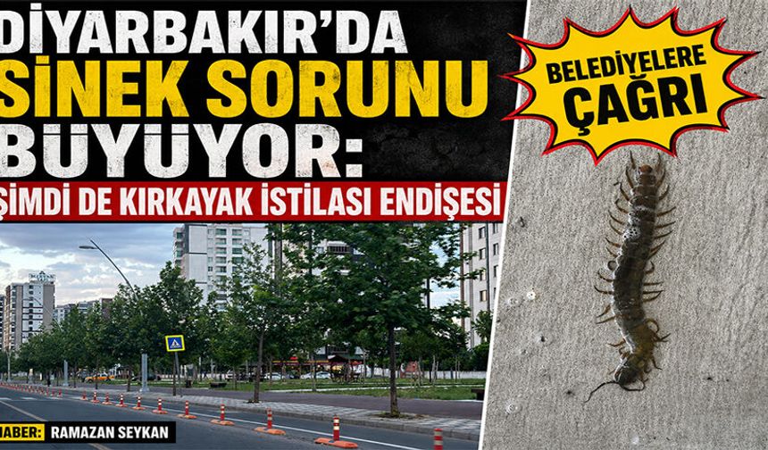 Diyarbakır'da Sinek Sorunu Büyüyor: Şimdi de Kırkayak İstilası Endişesi