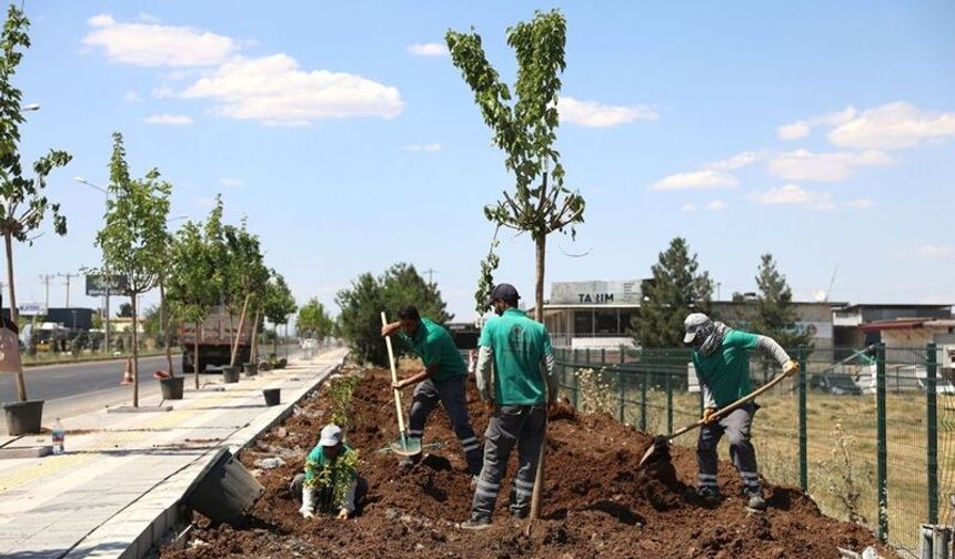 Diyarbakır-Mardin yolu 23 bin yeni bitkiyle değişiyor