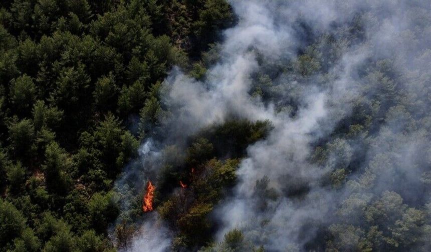 Orman yangınlarına en çok "ihmal" sebep oluyor
