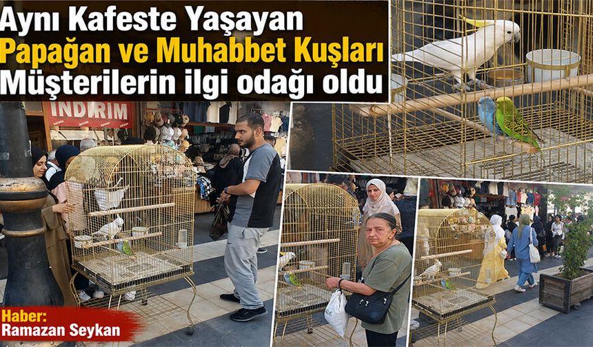 Aynı Kafeste Yaşayan Papağan ve Muhabbet Kuşları Müşterilerin ilgi odağı oldu