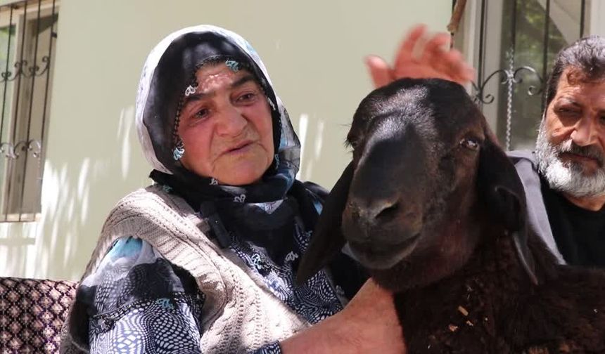 Sultan nine kaçan koçuna 20 gün sonra kavuştu: Kayıp kurbanlık 40 kilometre uzakta bulundu