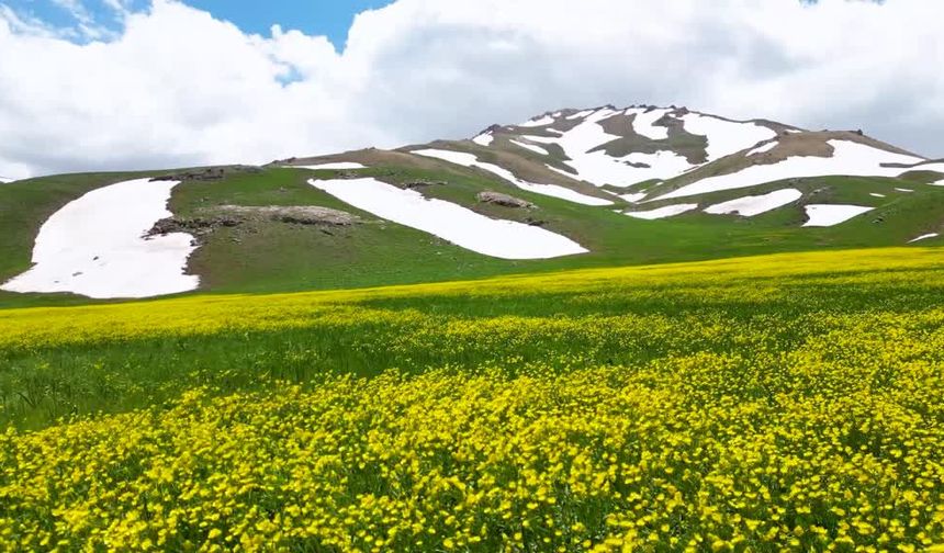 Van'daki Kızılmeydan Yaylası düğün çiçekleriyle renklendi