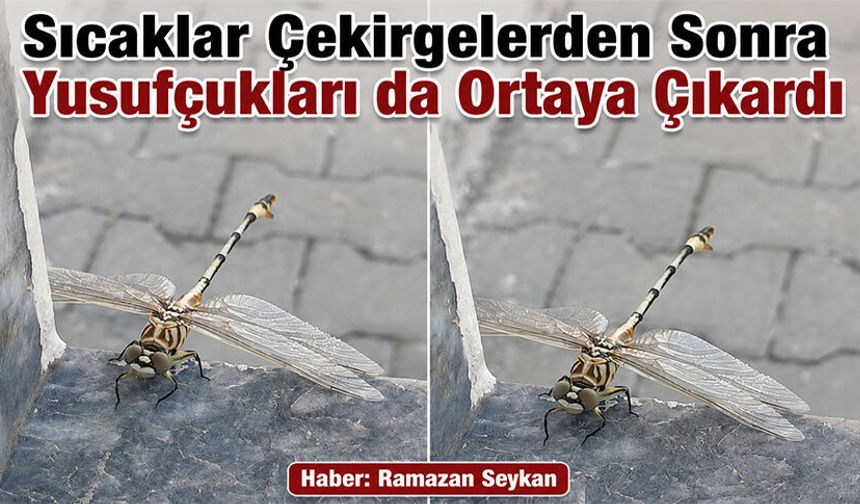Sıcaklar Çekirgelerden Sonra Yusufçukları da Ortaya Çıkardı