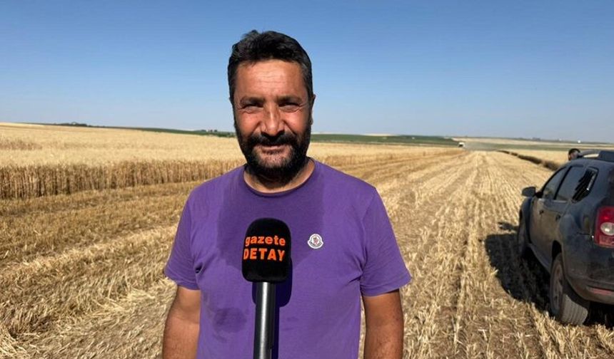 Diyarbakır'da Buğday’da  Rekolte Beklentisi: "Dönüm Başına 650 Kilo’’