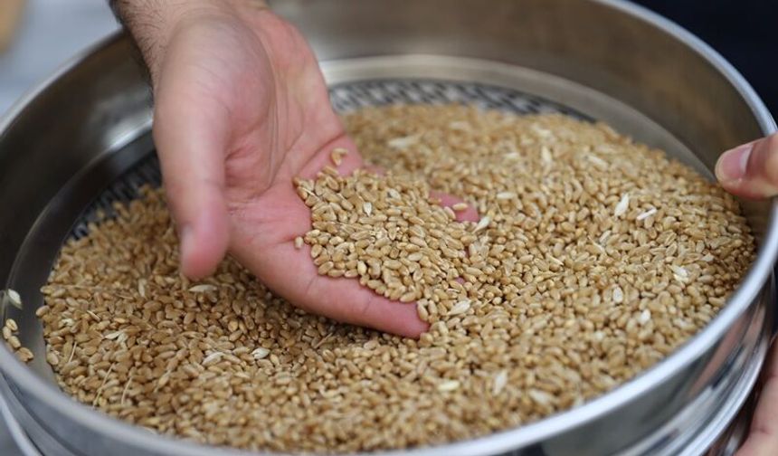 Türkiye'nin Yerli Buğdayı "Serince" İhracat Yolunda
