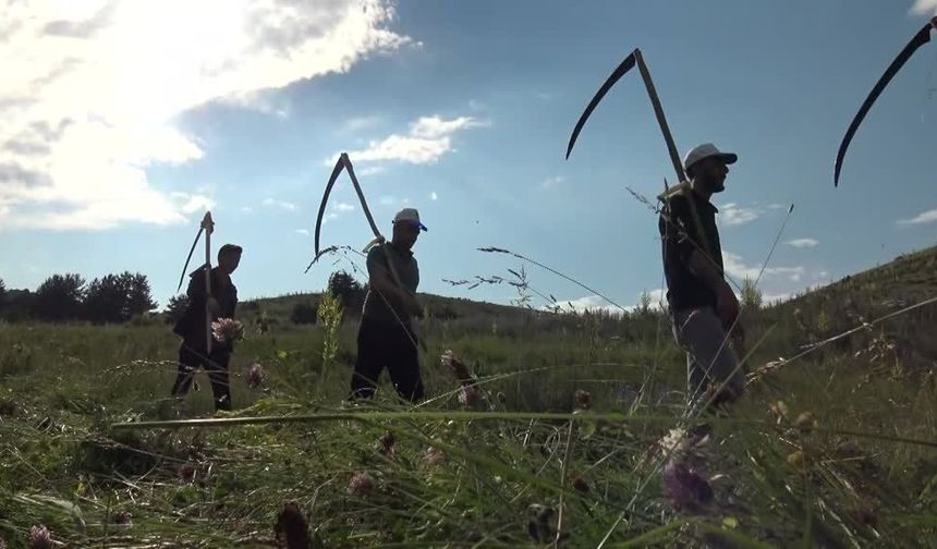 Ağrı ve Kars’ta türküler eşliğinde: Engebeli arazilerde tırpan yeniden devrede
