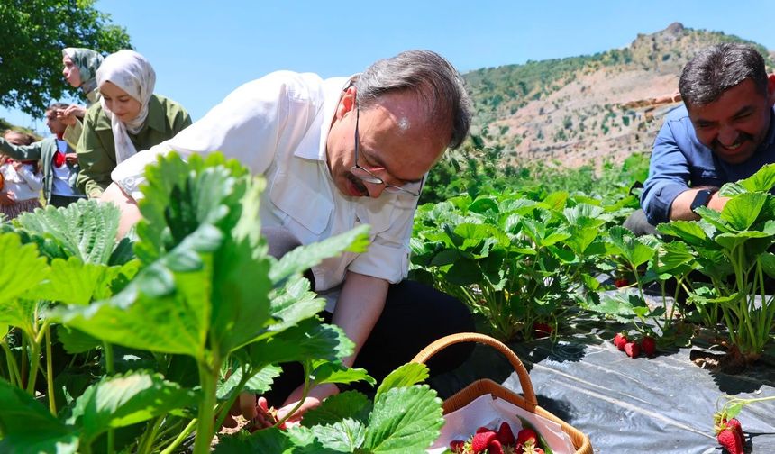 Çilek hasadı yapıldı