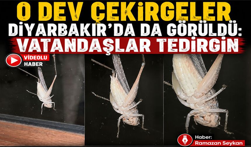 O Dev Çekirgeler Diyarbakır'da da Görüldü: Vatandaşlar Tedirgin