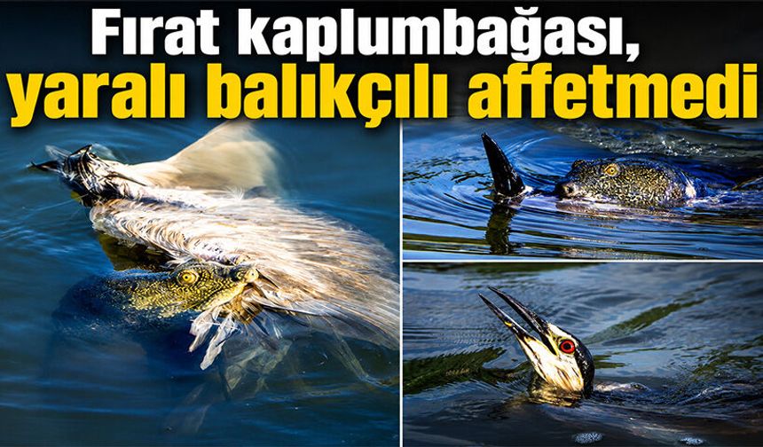 Fırat kaplumbağası, yaralı balıkçılı affetmedi