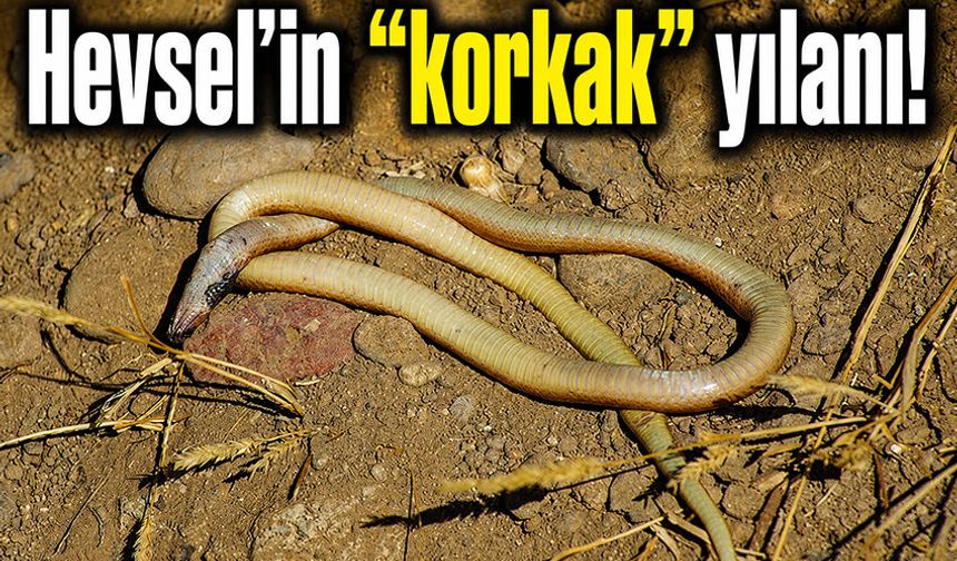 Hevsel'in "korkak" yılanı!