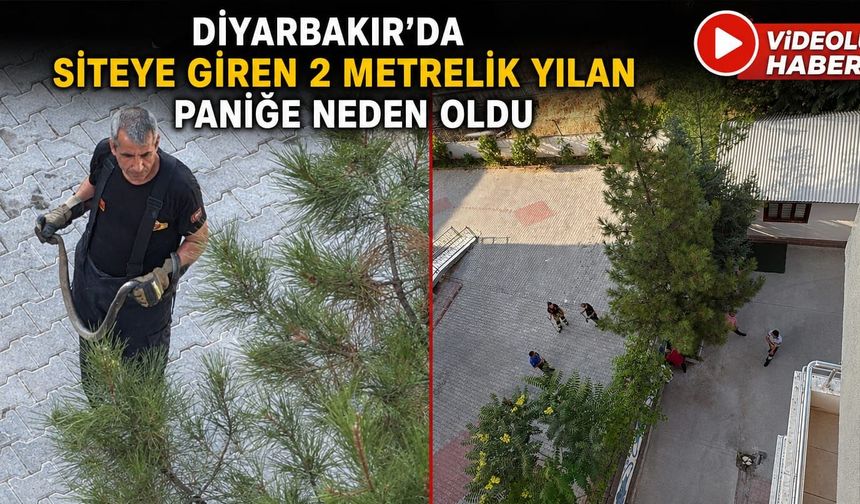 Diyarbakır'da Siteye Giren 2 Metrelik Yılan Paniğe Neden Oldu