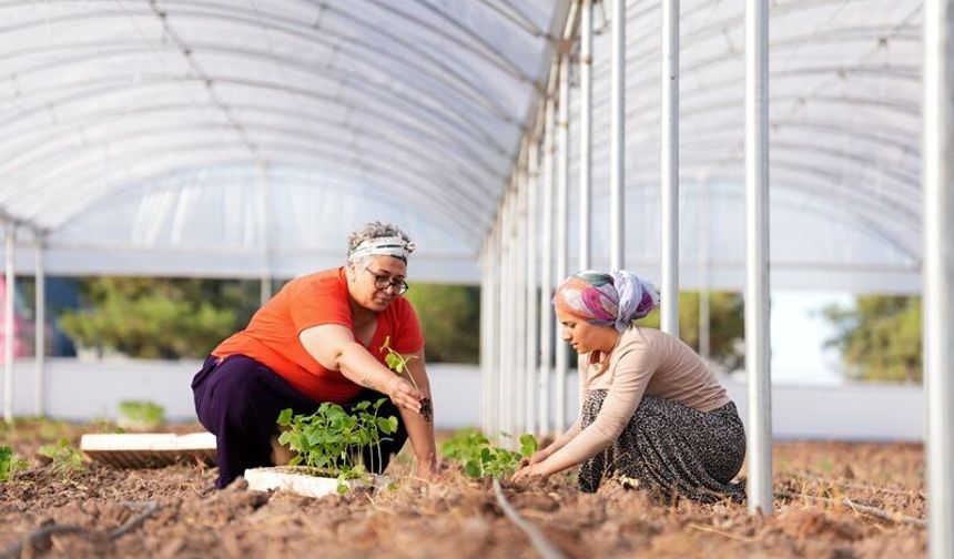 Sur'da Kadın Emeği Toprakla Buluştu: Serada İlk Üretim Başladı