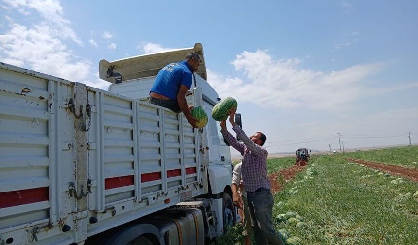 Diyarbakır’da Karpuz Hasadı Başladı