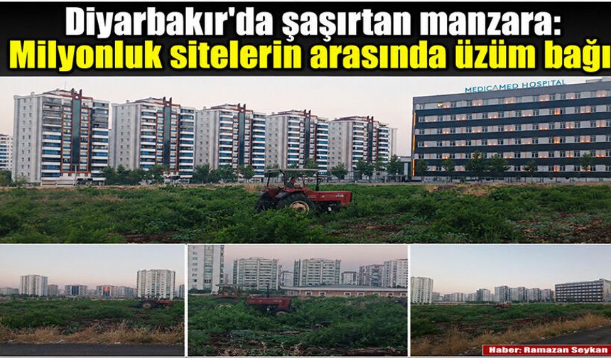 Diyarbakır'da şaşırtan manzara: Milyonluk sitelerin arasında üzüm bağı