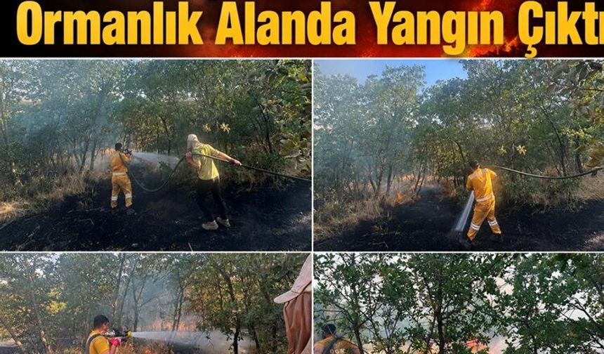 Diyarbakır'da Ormanlık Alanda Yangın Çıktı: Müdahale Sürüyor