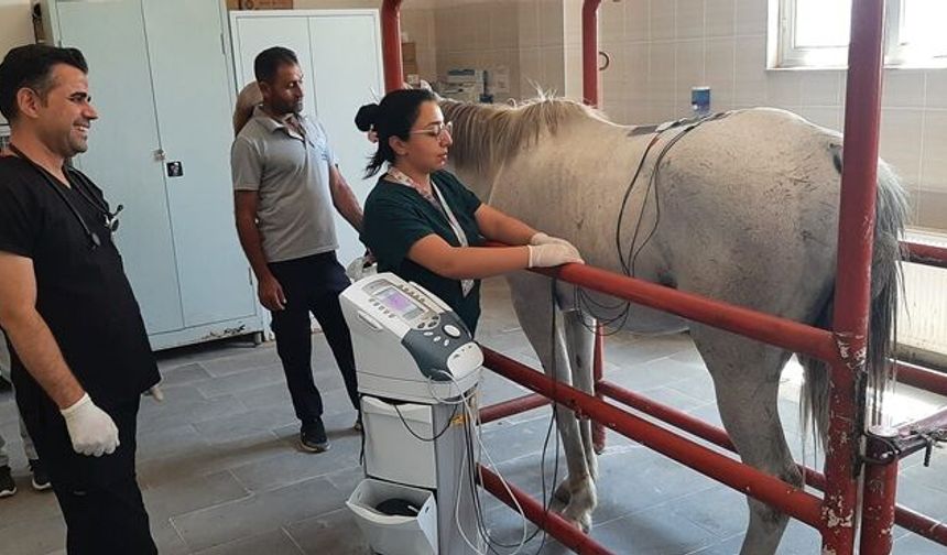 Dicle Üniversitesi'nde Şampiyon Ata Fizik Tedavi Desteği