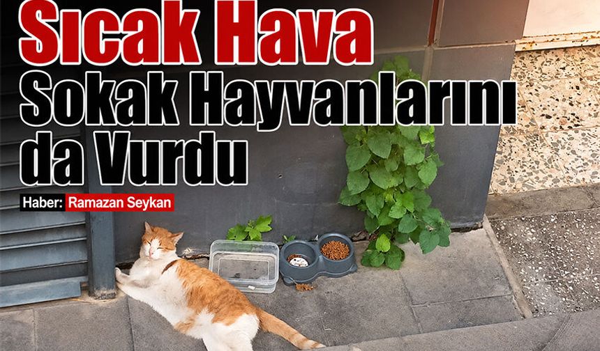Sıcak Hava Sokak Hayvanlarını da vurdu