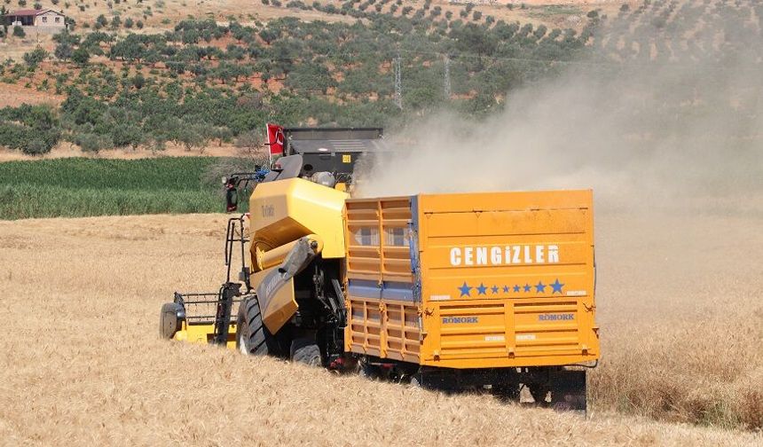 Yerli ve milli buğday çeşitlerinin deneme hasadı yapıldı
